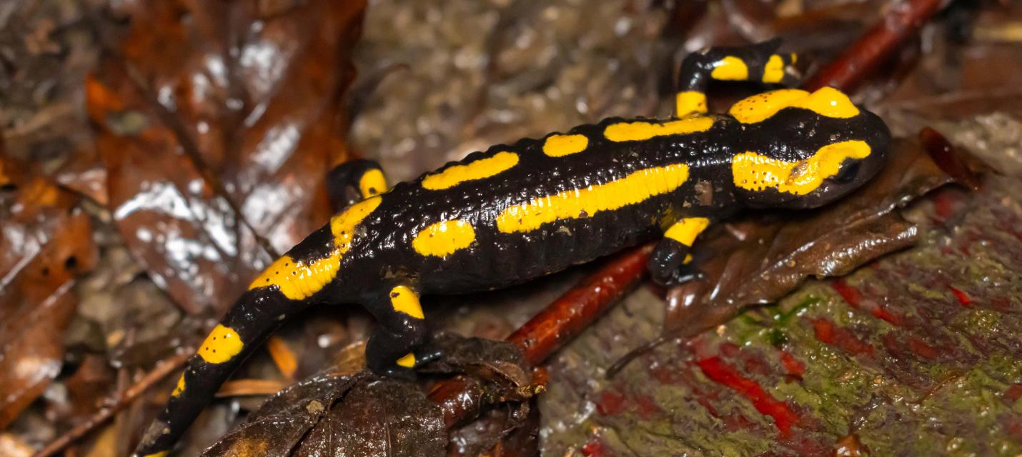 Feuersalamander