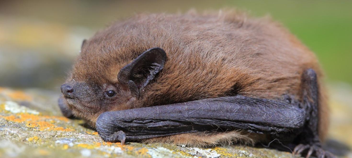 Fledermaus