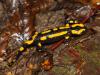 Feuersalamander